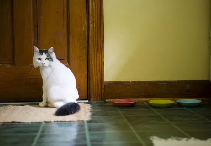 How to Stop Cats From Pooping on Rugs