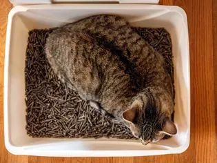 Why Is My Cat Sleeping in Their Litter Box?