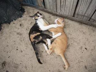 How to Stop Cats From Using a Sandbox as a Litter Box