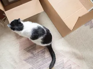 How to Move With a Cat