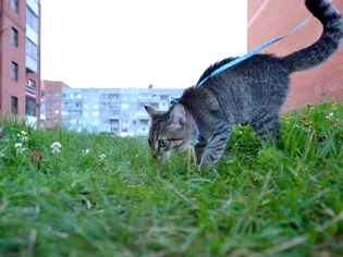 How to Clicker Train Your Cat