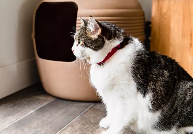 Why Do Cats Poop Outside the Litter Box and How to Stop It