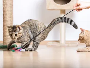 Enrichment Ideas for Your Cat