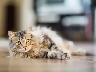 Litter Box Basics Every Cat Owner Should Know