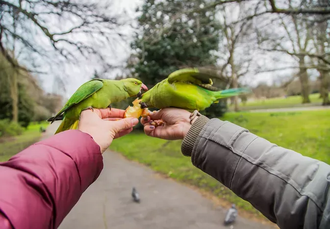 Introducing a New Bird to Your Parrot