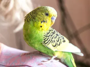 Safety Tips for Handling Parrots