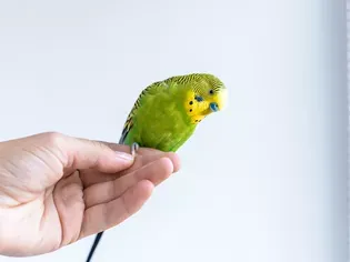 How to Hold a Bird Safely