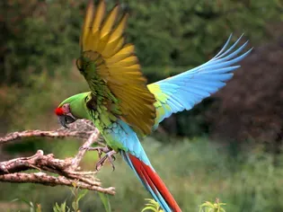 Military Macaw: Bird Species Profile