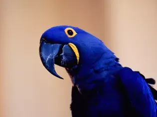 How to Care for Hyacinth Macaws (Blue Parrots)