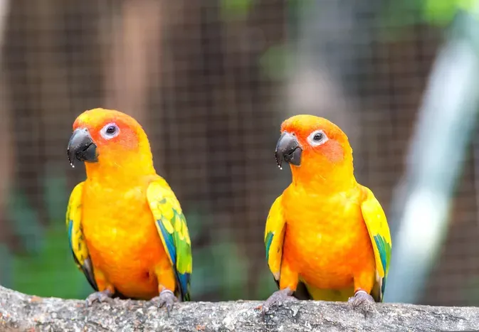 Sun Conure: Bird Species Profile