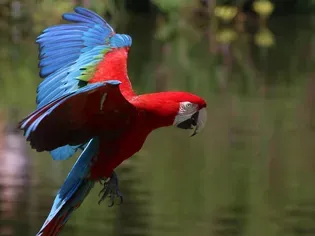 Green-Wing Macaw (Red and Green Macaw): Bird Species Profile