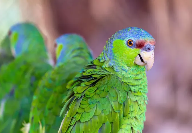 Lilac-Crowned Amazon Parrot (Finsch's Amazon): Bird Species Profile