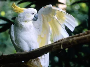 Sulphur-Crested (Greater) Cockatoo: Bird Species Profile