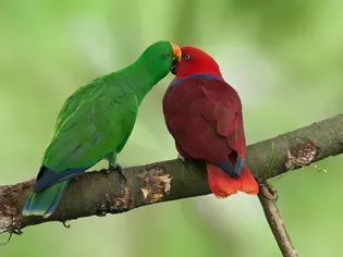 Eclectus Parrot: Bird Species Profile