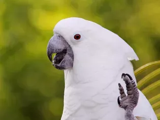 Umbrella Cockatoo (White Cockatoo): Bird Species Profile