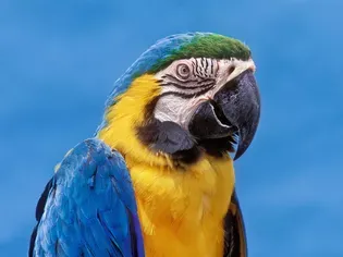 Blue and Gold Macaw: Bird Species Profile