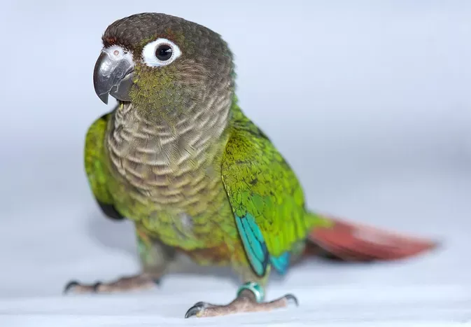 Greek-Cheeked Conure: Bird Species Profile