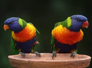 Rainbow Lorikeets: Species Characteristics & Care