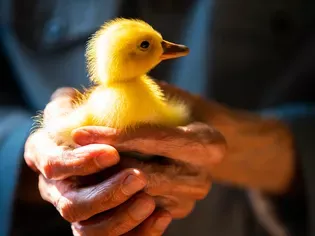 Everything You Need to Know About Keeping a Duck as a Pet