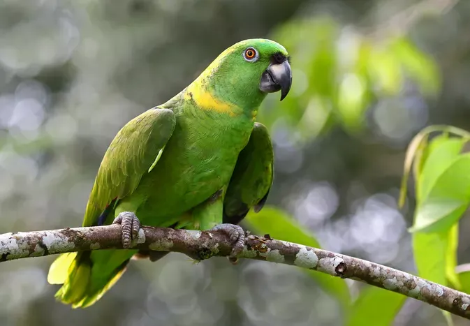 Yellow-Naped Amazon Parrot: Bird Species Profile