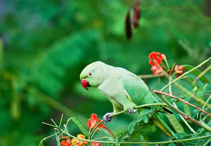 Indian Ringneck Parakeet (Rose-Ringed Parakeet): Bird Species Profile