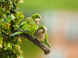 8 Top Small to Medium Pet Birds That Can Talk