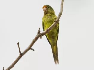 Half-Moon Conure Species Profile