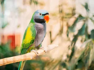 Derbyan Parakeet (Lord Derby’s Parakeet): Bird Species Profile