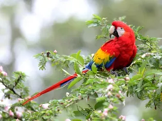 5 Fun Facts About Macaws