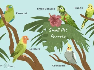 Types of Small Parrots