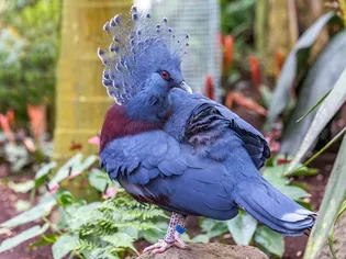 Victoria Crowned Pigeon: Bird Species Profile