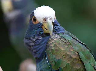 White-Capped Pionus: Breed Species Profile