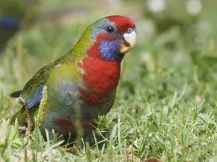 Crimson (Pennant) Rosella: Bird Species Profile