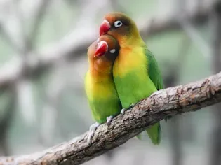 Lovebird Breeding Basics