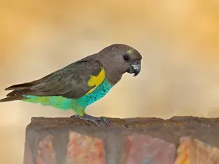 Meyer's Parrot Species Profile