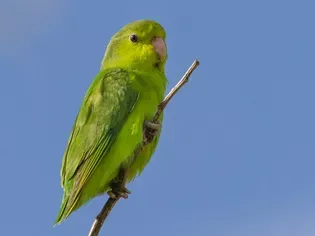 Pacific Parrotlet: Bird Species Profile