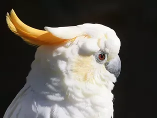 Citron-Crested Cockatoo: Bird Species Profile