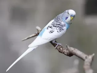 What Are the Differences Between Parakeets and Budgies?