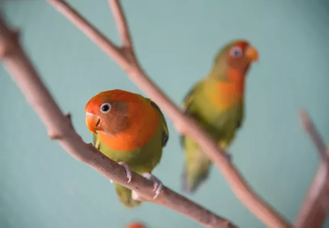 Lovebird (Pocket Parrot) Species Profile