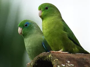 Facts About Parrotlets