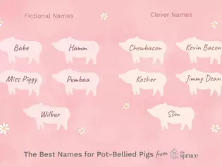 46 Awesome Names for Pot-Bellied Pigs