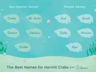 100 Names for Pet Crabs