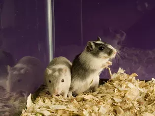 100 Names for Pet Gerbils