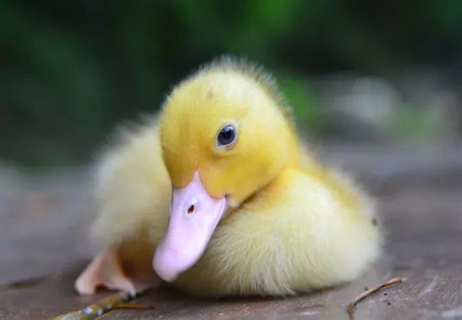 107 Creative Names for Ducks