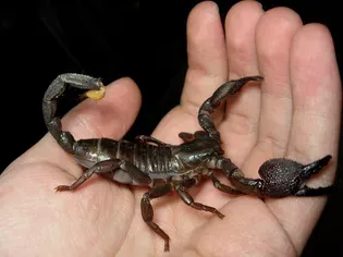 Exotic Pet Names for Scorpions