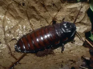 Should You Keep a Madagascar Hissing Cockroach as a Pet?