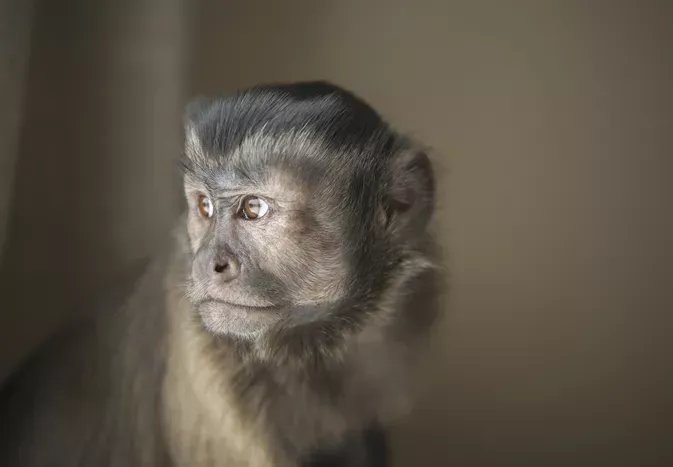 Should You Keep a Capuchin Monkey as a Pet?