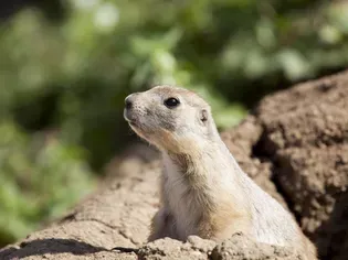 Should You Keep a Prairie Dog as a Pet?