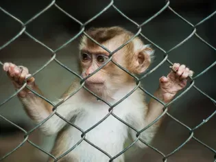 Should You Keep a Pet Monkey?