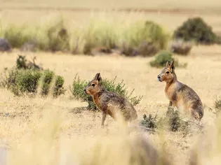 Should You Keep a Patagonian Cavy (Mara) as a Pet?